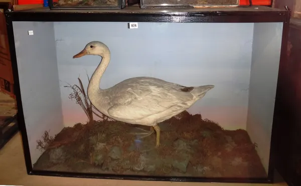 Taxidermy; a Continental Swan of small proportions, set against a naturalistic backdrop in a glazed case, 109cm wide.