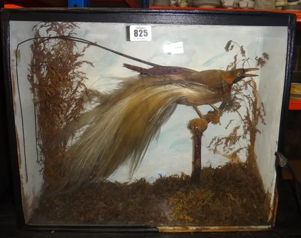 Taxidermy, a Golden Bird of Paradise, in a glazed case, 43.5cm wide.