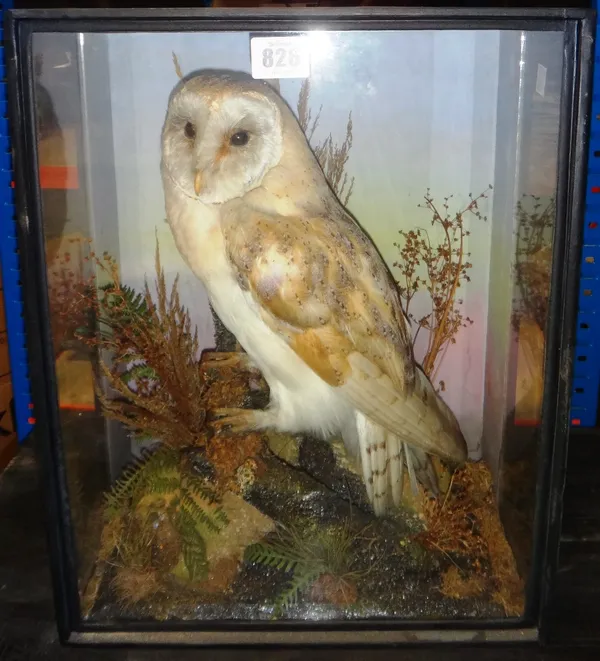 Taxidermy; a Barn Owl, set against a naturalistic backdrop in a glazed case, 31.5cm wide.