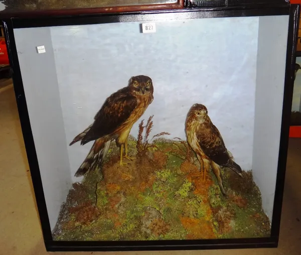 Taxidermy; two Harriers set against a naturalistic backdrop, in a glazed case, 71cm wide.