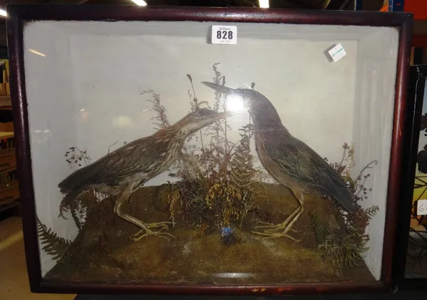 Taxidermy; two little Herons set against a naturalistic backdrop, in a glazed case, 51cm wide and one further case containing two crossbills, 26cm wid