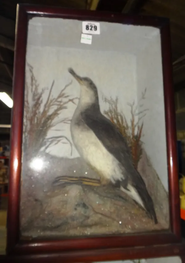 Taxidermy; a Manx Shearwater, set against a naturalistic backdrop, 28cm wide, together with another case containing a Ring Ouzel and friend, and anoth