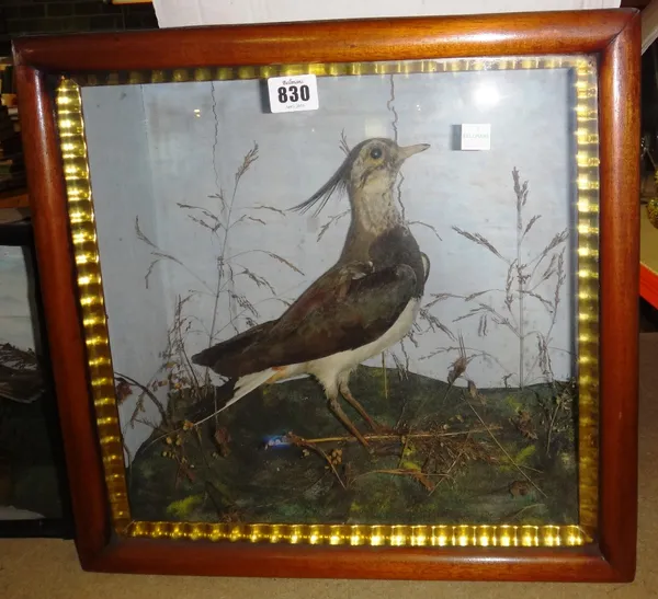 Taxidermy; a Lapwing, set against a naturalistic backdrop, glazed case, 40cm wide and one further case containing two Ruddy Turnstones, 46cm wide. (2)