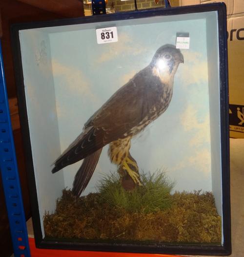 Taxidermy; A Hobby set against a naturalistic backdrop, in a glazed case, 32cm wide, together with one further case containing two Sparrow Hawks, 33cm