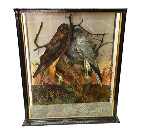 Taxidermy; two Harriers, set against a naturalistic backdrop in a glazed case, 61cm wide.   Illustrated
