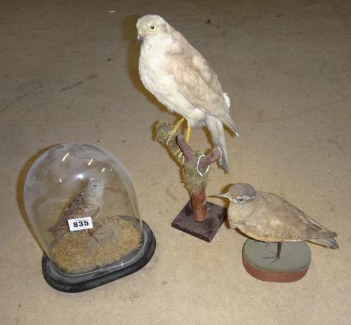 Taxidermy; twelve English and Continental birds, including a Ring Ouzel, a Water Rail, a Snipe and nine others, uncased. (12).