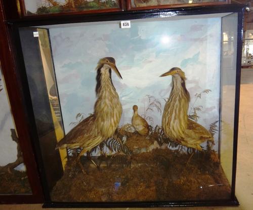 Taxidermy; a Bittern, a Dabchick and one further smaller bird, mounted as one against a naturalistic backdrop, in a glazed case, 82cm wide.