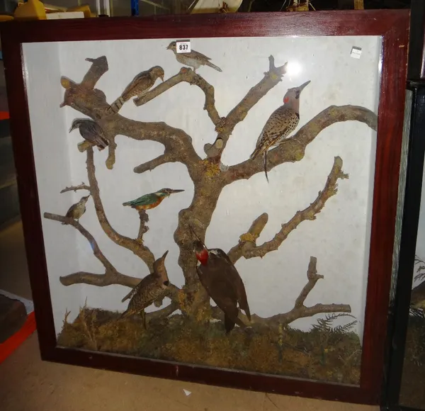 Taxidermy; a Kingfisher and eight other Continental wild birds, mounted as one, atop a naturalistic branch, in a glazed case, 89cm wide.