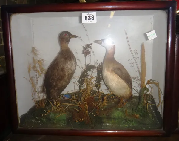 Taxidermy; two little Grebes set against a naturalistic backdrop, cased, 38cm wide, together with two Little Dippers, also against a naturalistic back
