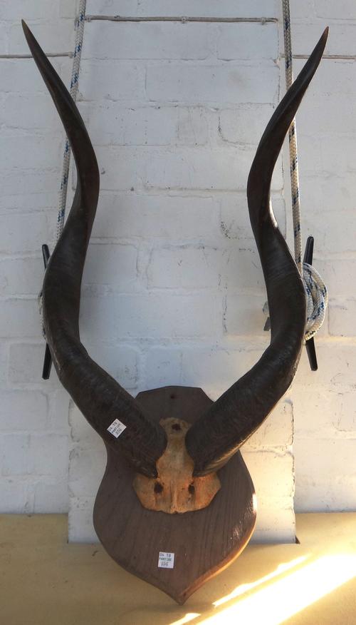 A collection of West African hunting trophies, early 20th century.