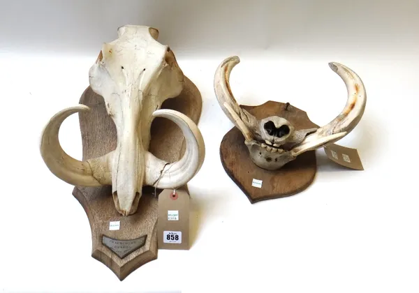 Two warthog trophies on shields, one with plaque dated '59, 56cm high.