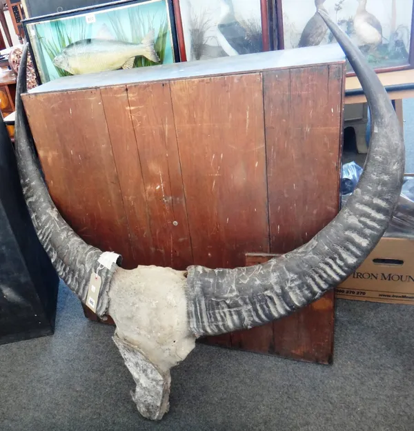 A water buffalo skull mount, circa 1900, with unusual symmetrical horns, 114cm wide.
