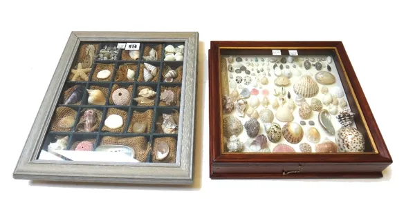 A quantity of seashells displayed in two wall mounted glazed frames, 35cm x 30cm (2).