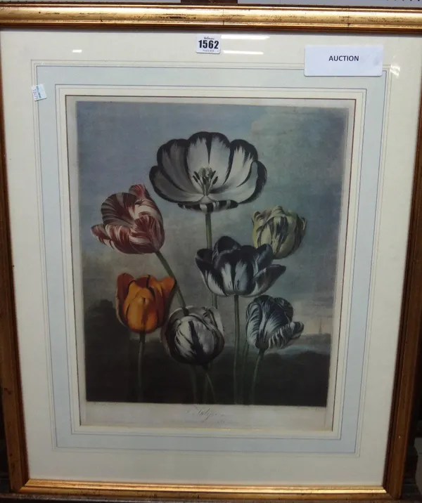 After Dr Robert Thornton (Publisher), Tulips, colour print by Richard Earlom, after Philip Reinagle, 47cm x 35.5cm.