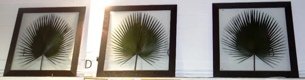 A group of three large framed and glazed palm leaves in ebonised frames.