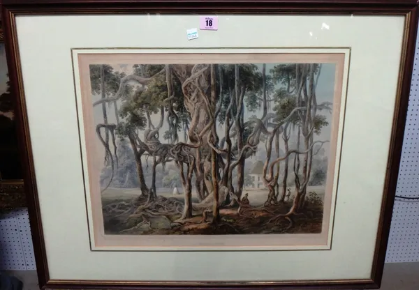 After Sir Charles Doyly, Banyan tree, lithograph with hand colouring.