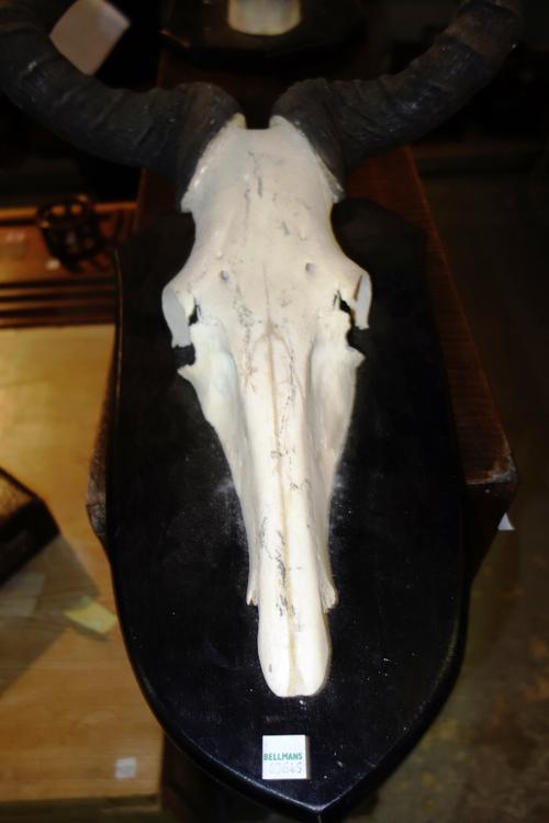 Two similar Kudu skull horns, early 20th century, each mounted on an ebonised wooden shield shaped back, 60cm high (a.f). (2)