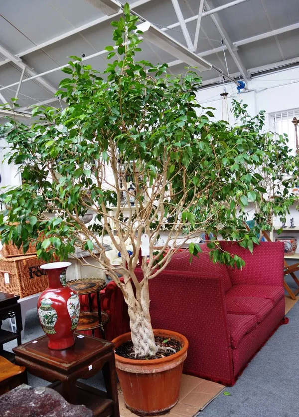 A pair of indoor Ficus trees, each with platted trunk, in circular terracotta pots, each approximately 280cm high.