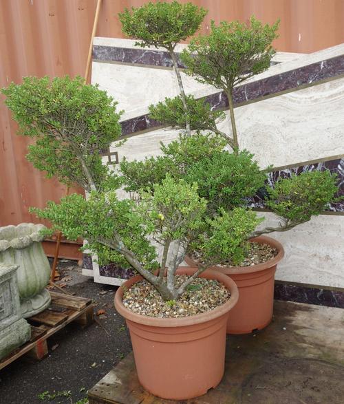 A similar pair of trees in pots. (2)  OUT