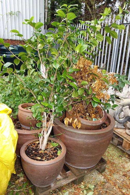 A group of seven brown glazed planters of various sizes. (7)  OUT