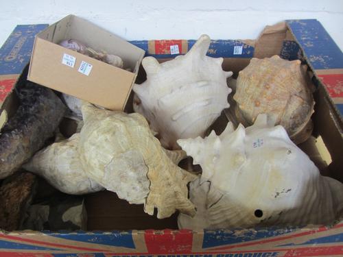 Five large sea shells (20cm high), two pieces of amethyst, further sea shells and a flint axe head, (qty).Provenance; The Estate of Fleur Cowles