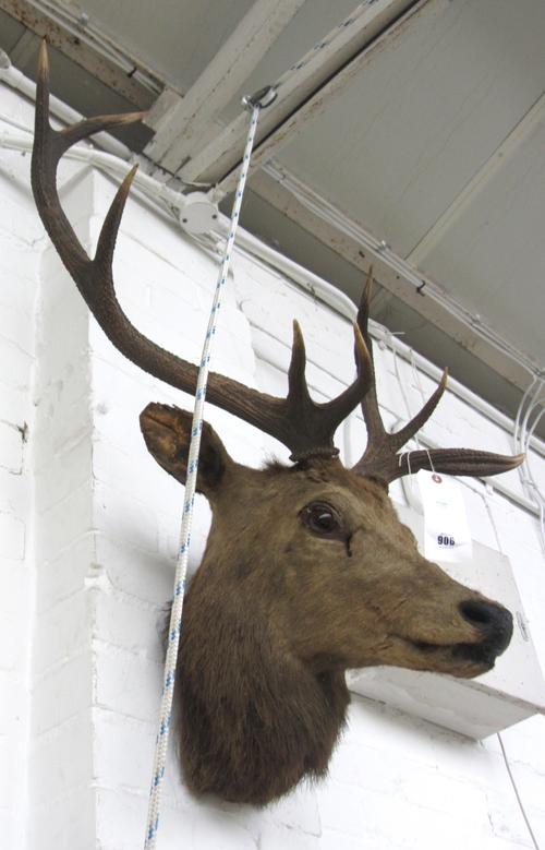 Taxidermy; a nine point stag's head on a wooden back, early 20th century, reputedly from Warnham Deer Park.