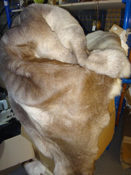 A group of four 20th century reindeer hide rugs and one fallow deer hide rug, (5).