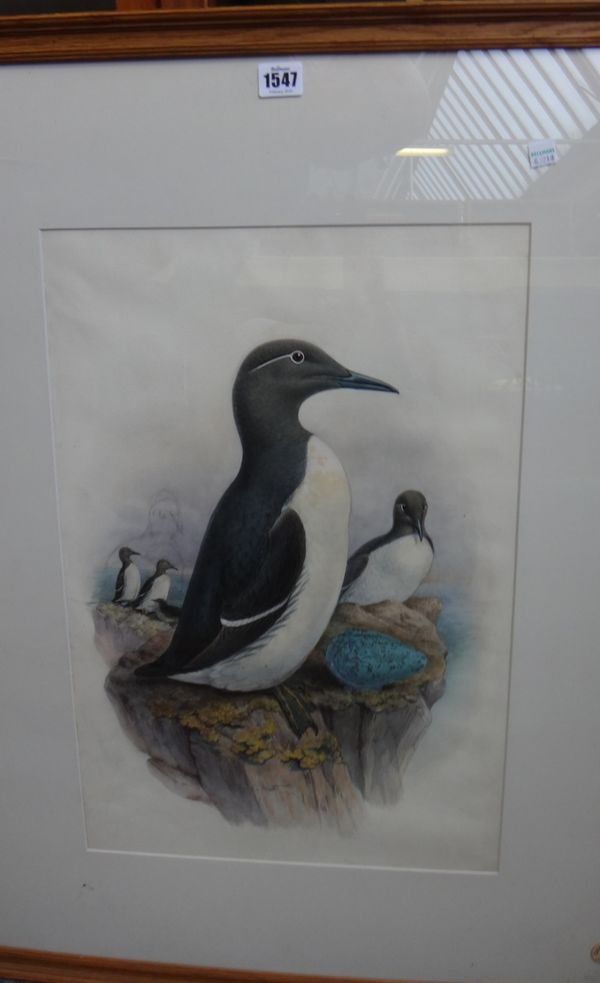 John Gould (1804-1881), Common Guillemot, watercolour and pencil, 54cm x 36cm.  Provenance: Christies 4th October 1994, lot 196