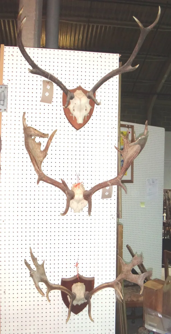 A group of three pairs of mounted stags antlers, together with two pairs of mounted Buffalo horns.