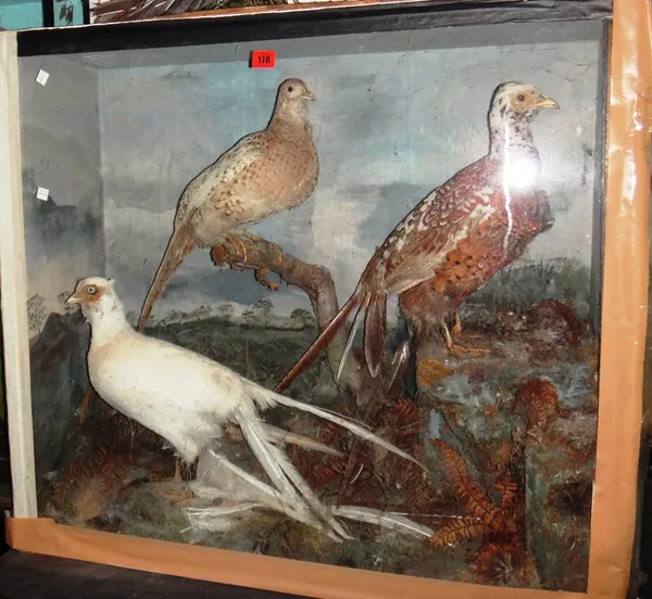 Taxidermy; a group of three cased pheasants, including one albino pleasant.