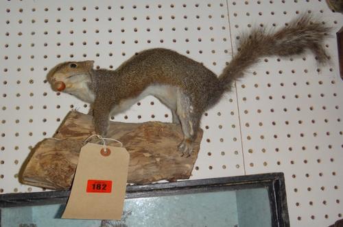 A group of uncased taxidermy, including pheasants, a squirrel, a duck and sundry.