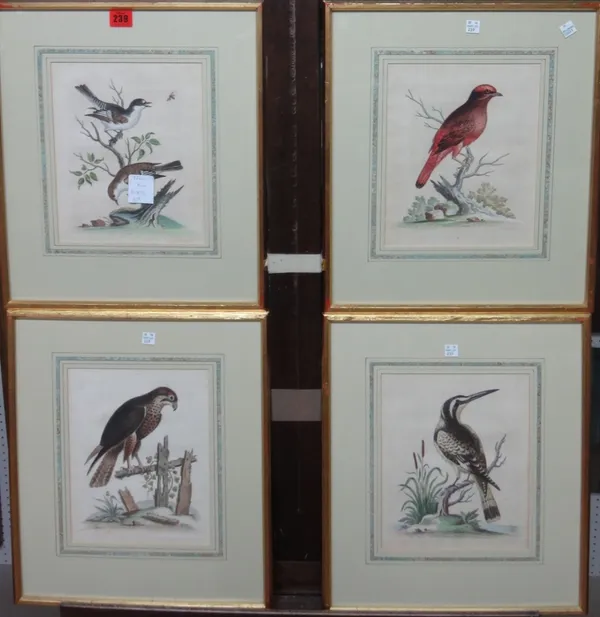 After George Edwards, Bird Studies, a set of eight engravings with hand colouring. (8)