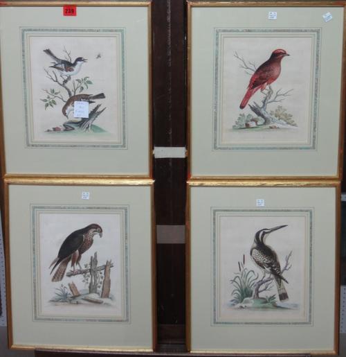After George Edwards, Bird Studies, a set of eight engravings with hand colouring. (8)