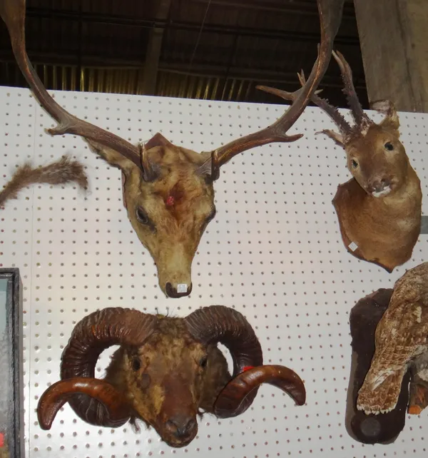 Taxidermy; a wall mounted ram's head, together with two wall mounted deer heads.