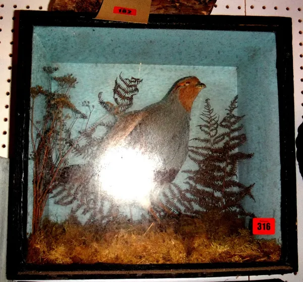 Taxidermy; an English partridge, in a glass case.