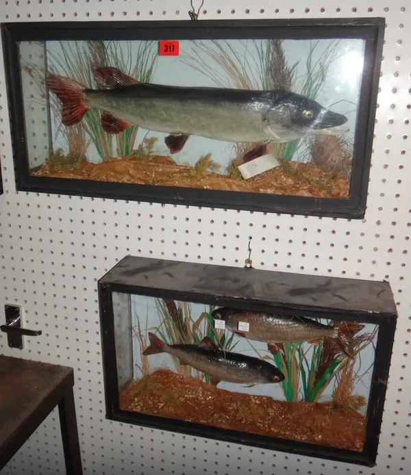 Taxidermy; a pike in a glass case, together with another case containing two chubb.