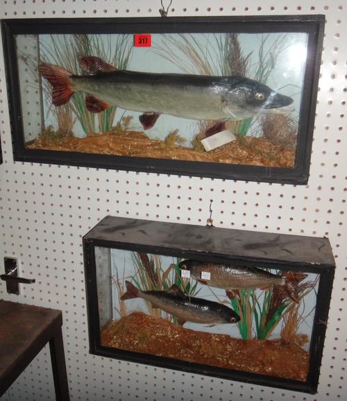 Taxidermy; a pike in a glass case, together with another case containing two chubb.