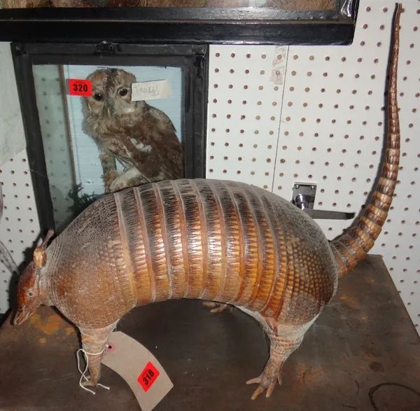 Taxidermy; an armadillo uncased.