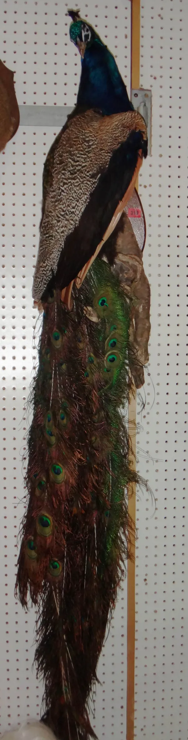 Taxidermy; a peacock on a naturalistic wall mount, together with another on a wooden base.