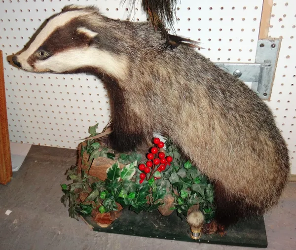 Taxidermy; an adult badger on a naturalistic base, uncased.