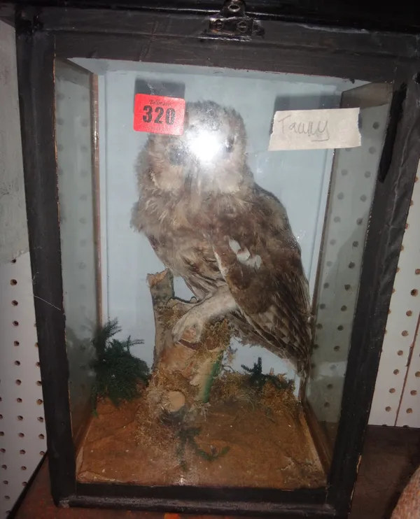 Taxidermy; a cased Tawny owl, together with another, on a naturalistic wall mount.