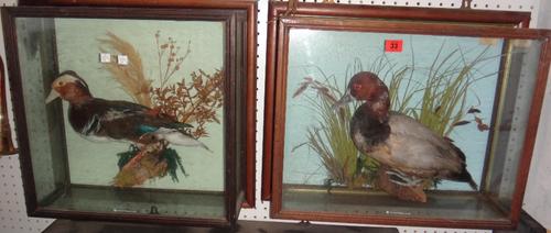 Taxidermy; a cased mandarin duck and another duck cased.