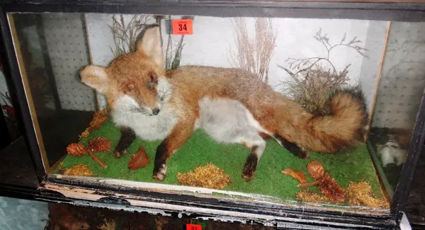 Taxidermy; a cased adult fox.