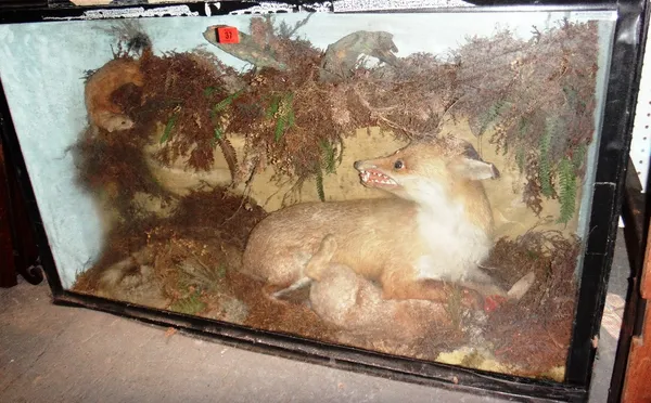 Taxidermy, a cased fox with prey and an invading stoat.