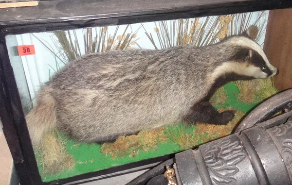 Taxidermy, a cased adult badger.