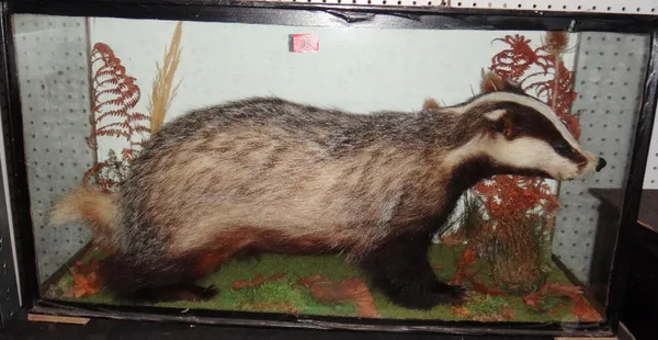 Taxidermy, a cased adult badger