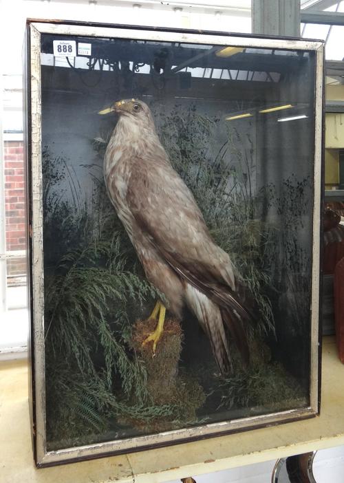 Taxidermy; a stuffed hen harrier set against a naturalistic ground, in an ebonised glazed case, 63cm x 47cm x 21cm.