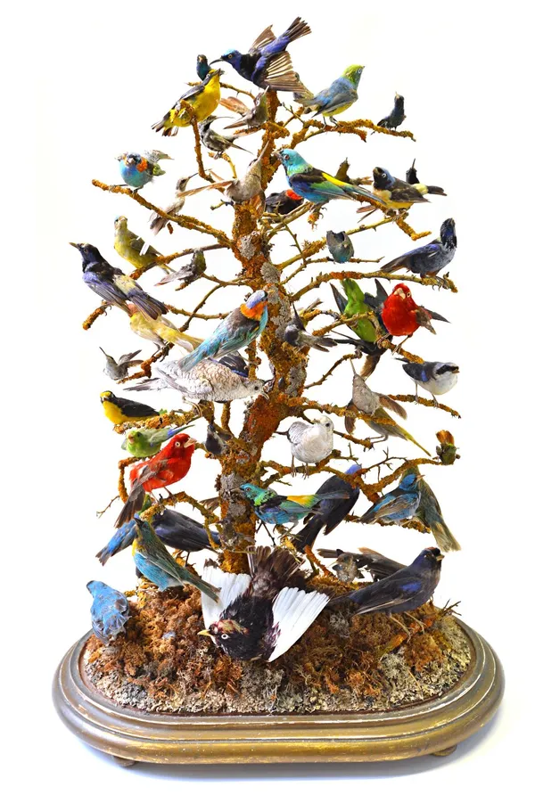 Taxidermy; approximately fifty stuffed and mounted exotic birds, late 19th century, mostly South American, mounted atop a naturalistic branch and hous