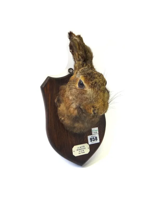 Taxidermy; three stuffed and mounted hare's heads, each mounted on an oak shield back with applied plaques dated 1934-1964, shield 24cm high. (3)