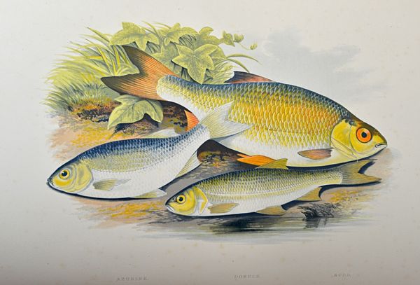 HOUGHTON (Rev. W.)  British Fresh-Water Fishes.  First (one volume) Edition. 44 hand-coloured plates (by A.F. Lydon), num. text engravings; contemp. l